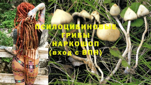 PSILOCYBIN Армянск